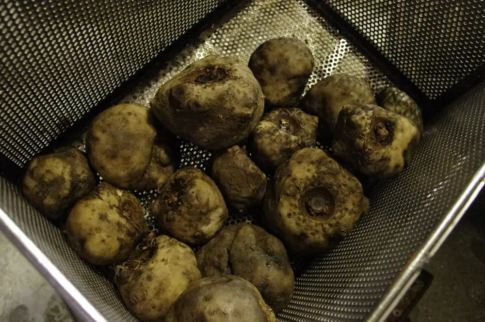 Thawing and mashing konjac root