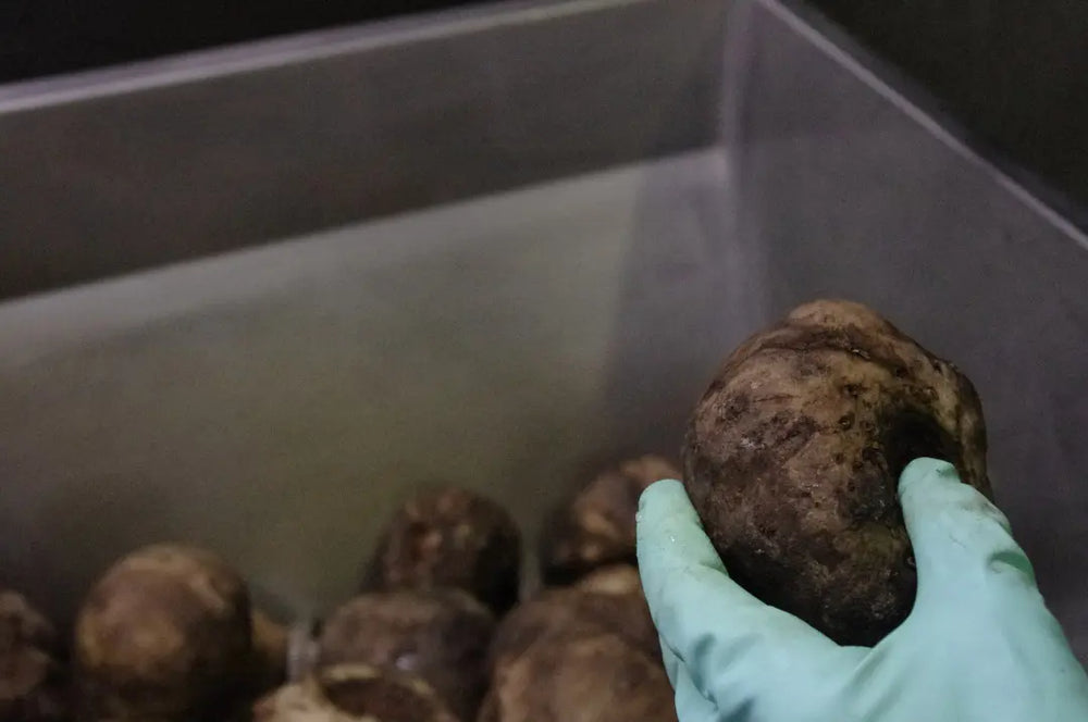 Thawing and mashing konjac root